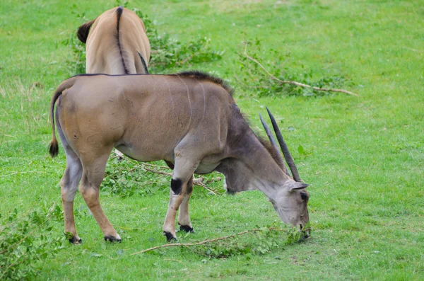 Eland. — Foto de Stock