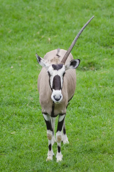 Gemsbok