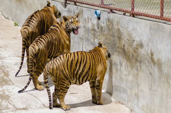 Sumatraanse tijger Roaring — Stockfoto