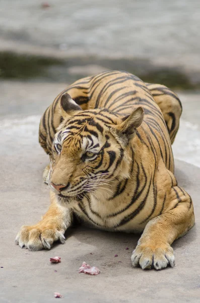 Hungrig tiger — Stockfoto