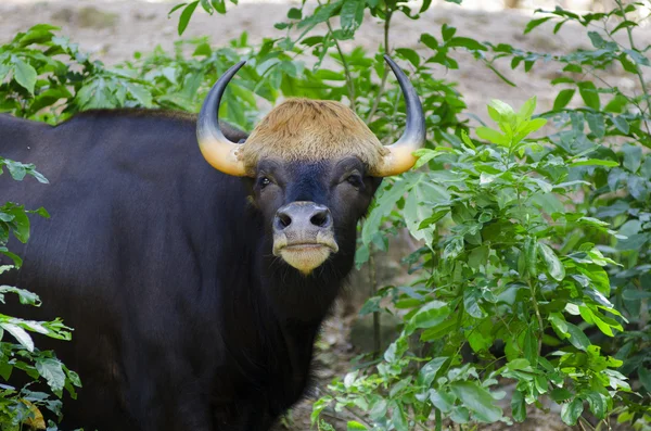 Bison Ordförande — Stockfoto