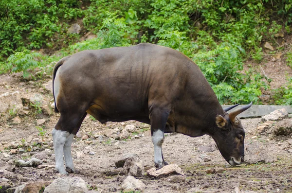 Red bull ,Banteng in the forest