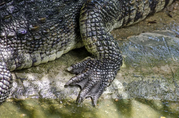 Foot crocodile Stock Photo