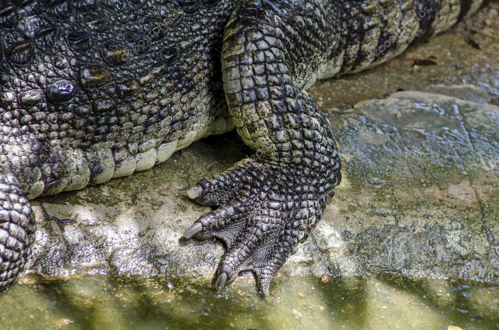 Foot crocodile — Stock Photo © chaiyo #59364133