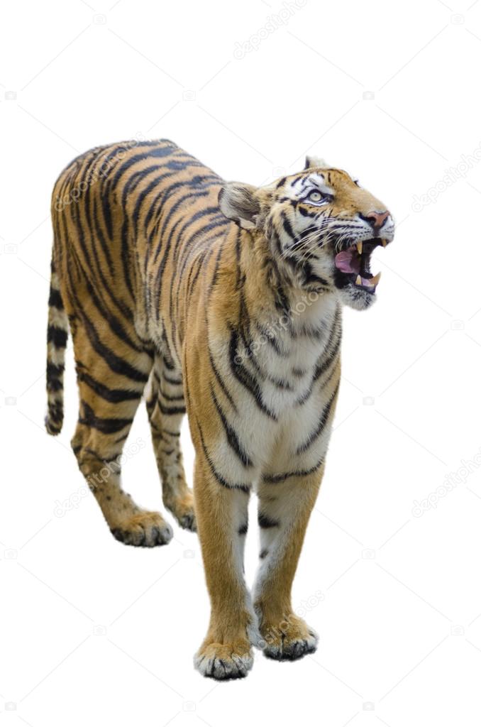 Tiger standing up