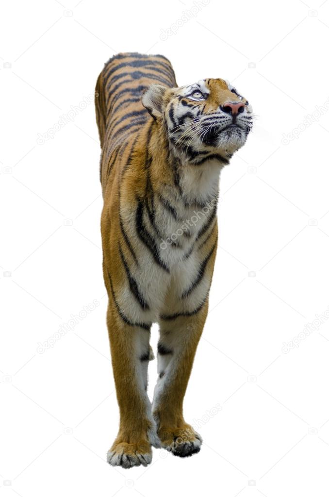 Tiger standing up