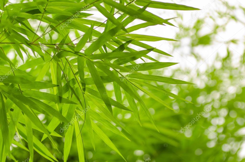 Green Bamboo leaves