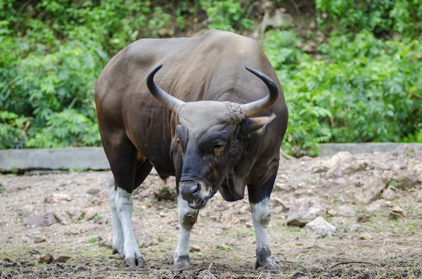 Banteng, red bull — Stockfoto