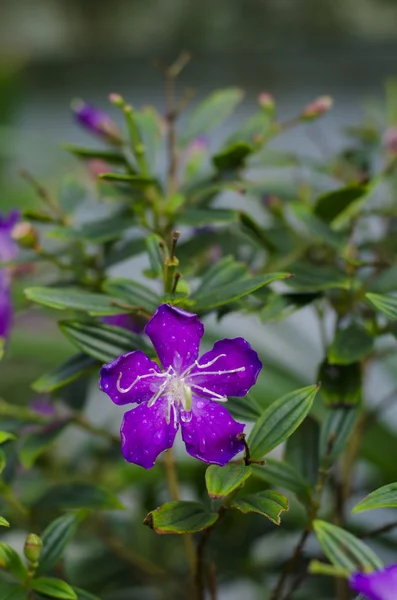 Färska blommor — Stockfoto