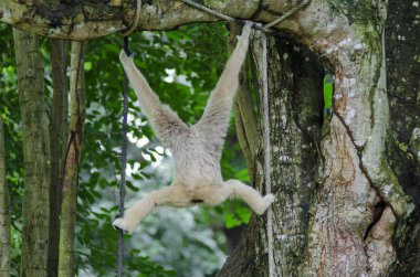 Gibbon