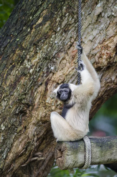 Pileated gibbon