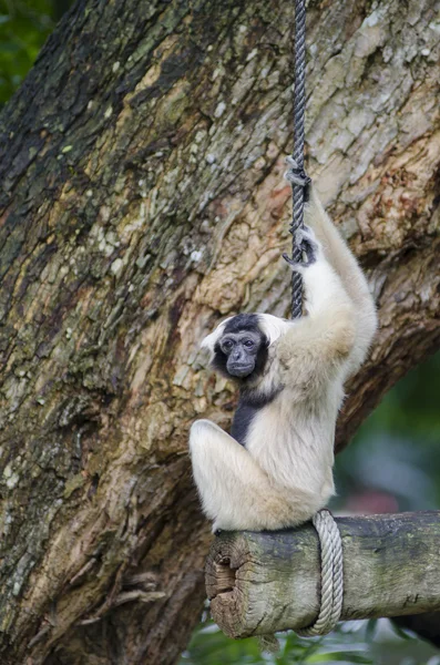 Gibbone pilotato — Foto Stock