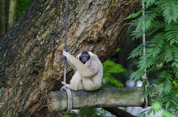 Gibbone pilotato — Foto Stock