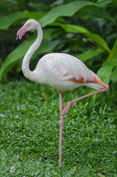 Flamingo kuşu