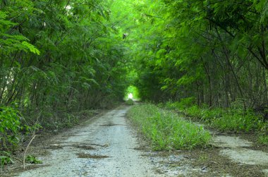 Erken sonbahar orman yolu