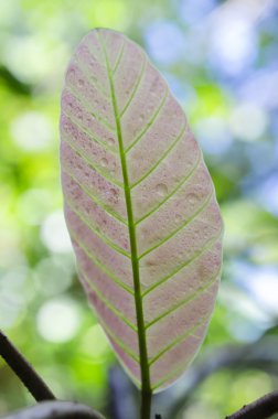 Yeşil yaprakların üzerine yağmur damlaları