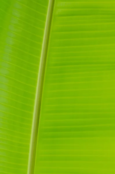 Banana leaf — Stock Photo, Image