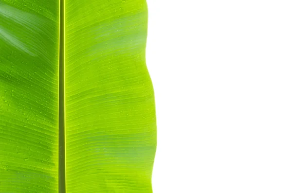Banana leaf isolated on white — Stock Photo, Image