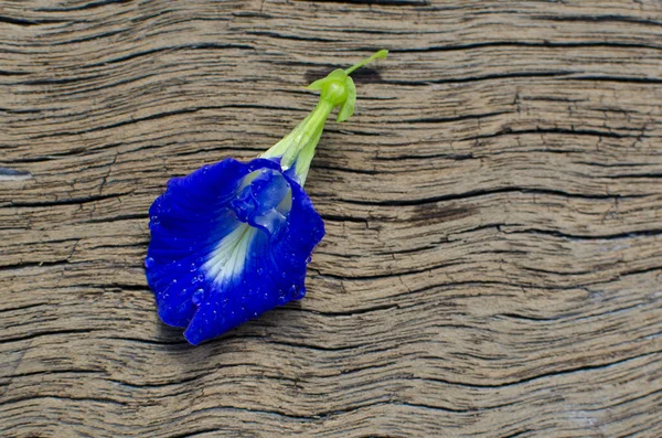 Clitoria ternatea L. veya kelebek-bezelye