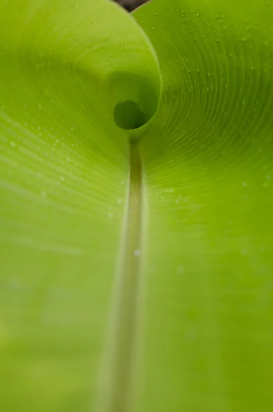 Muz yaprakları arka plan üzerinde su damlaları