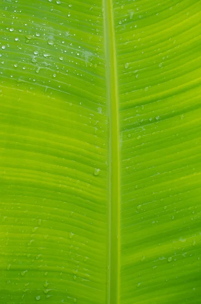 Våta banana leaf detalj — Stockfoto