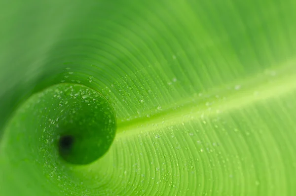 Banana leaf — Stock Photo, Image