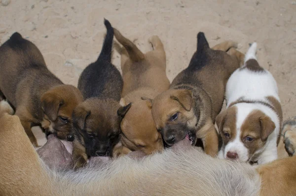 süt yemek köpek yavrusu