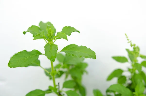 Foglie di basilico verde — Foto Stock