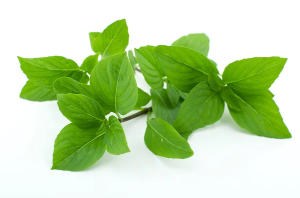 Tayland Basili beyaz arkaplanda izole