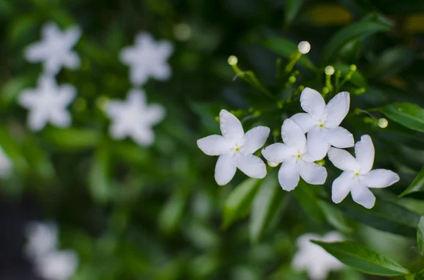 Orang Jessamine flower — Stock Photo, Image