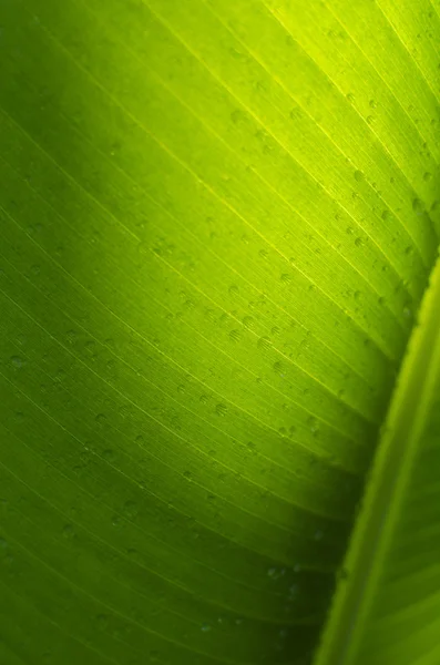 Banana leaf close up — Stock Photo, Image