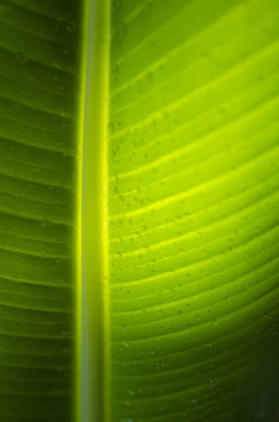 Banana leaves — Stock Photo, Image