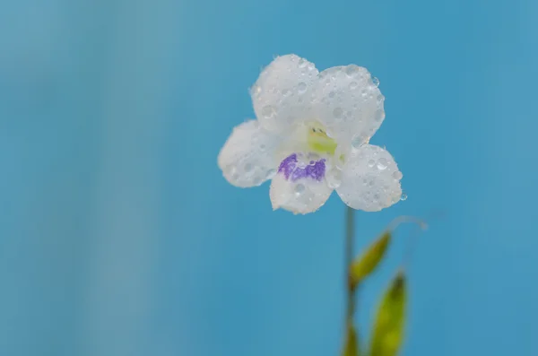 Bengalisk trumpetblomma — Stockfoto