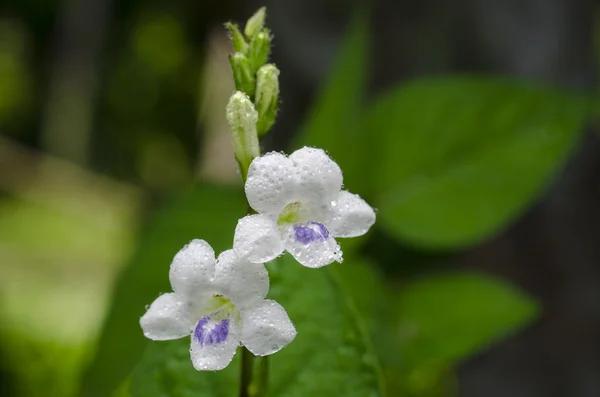 Violet geng bunga primrose . — Stok Foto