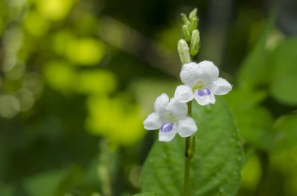 Violet ganges primrose blommor. — Stockfoto