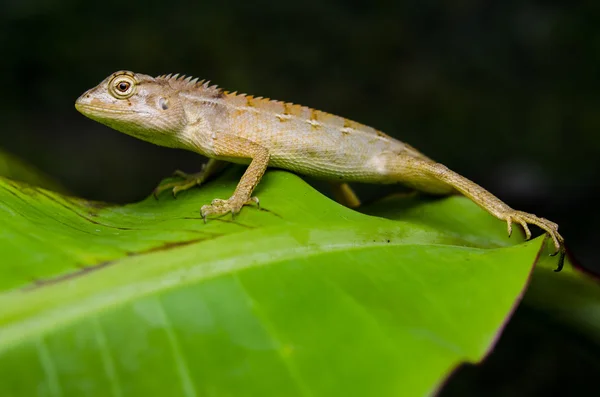 Lizard in the garden — Stock Photo, Image