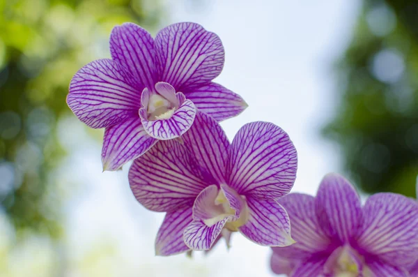 pembe orkide topluluğu