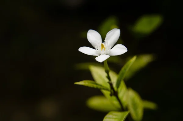 Wrigthia antidysenterica