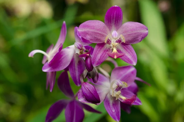 Orchidea — Foto Stock