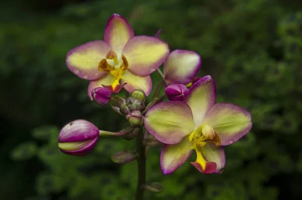 Orchidea — Stock Fotó