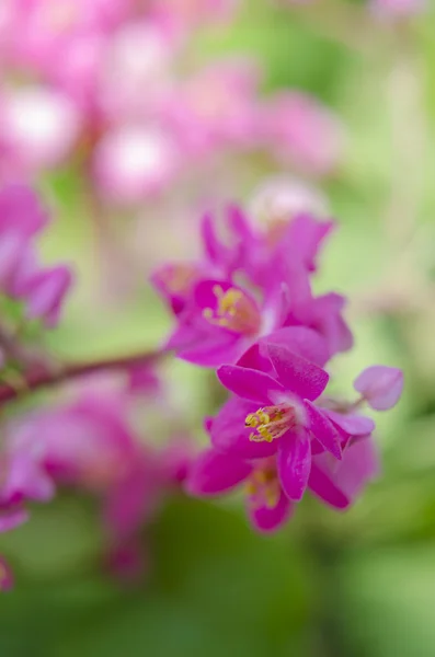 Antigonon leptopus çiçek