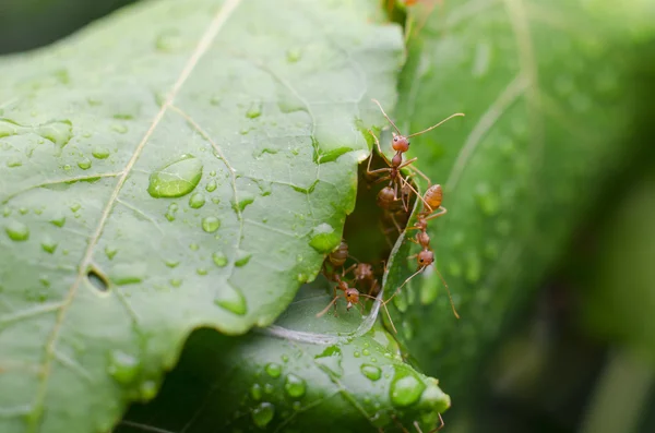 Kırmızı karıncalar ekip çalışması