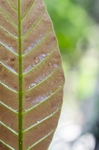 Leaf closeup, water drops — Stock Photo, Image