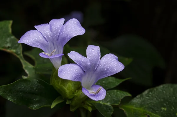 Philippine violet flower — Stock Photo, Image