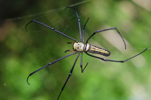 Spider and Web