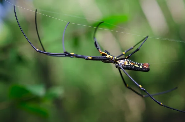 Goldene Seidenspinne und Netz — Stockfoto