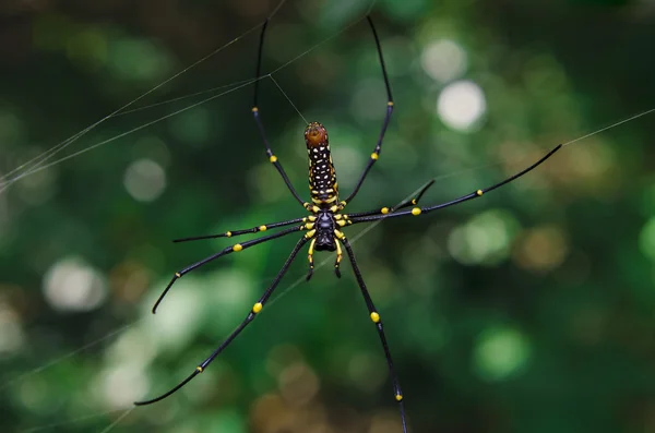 Araña y tela — Foto de Stock