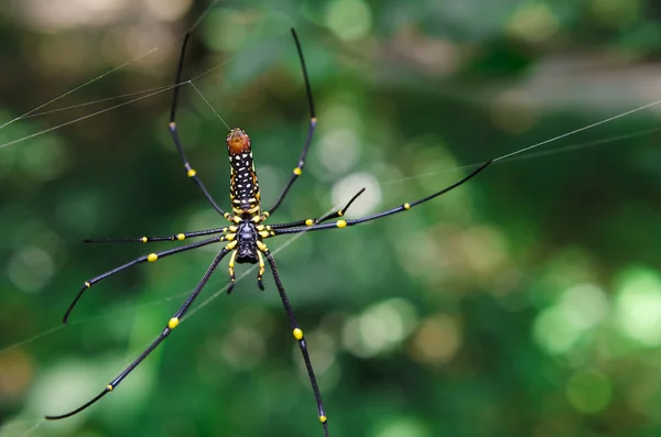 Spinne — Stockfoto