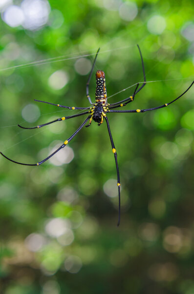 Spider and Web