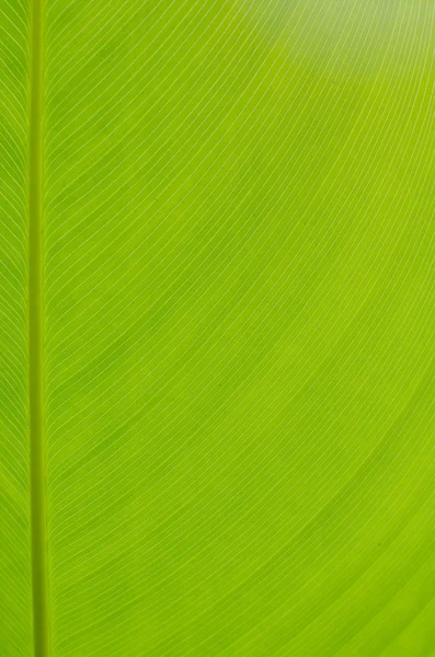 Palm Leaf — Stock Photo, Image